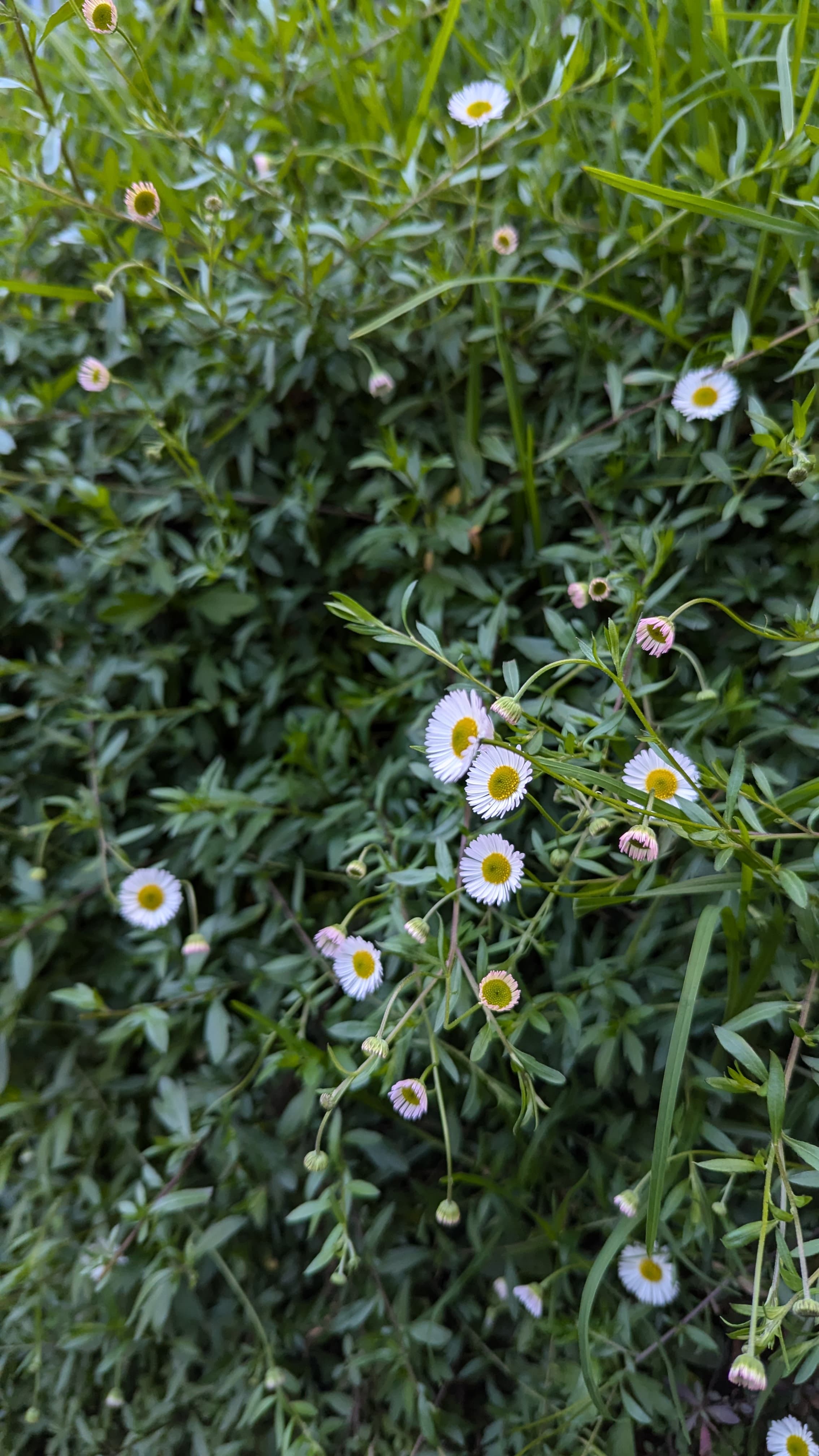 A photo from Sainath's photography