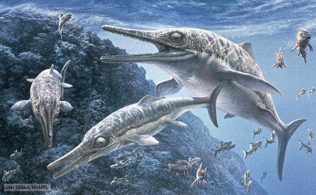 An ichthyosaur, an extinct marine reptile
